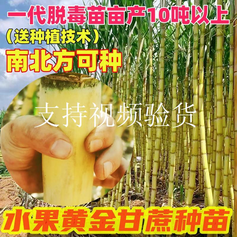 广西新品种黄金甘蔗苗脆甜薄皮黄皮水果黑皮大灰桂二甘蔗种子籽