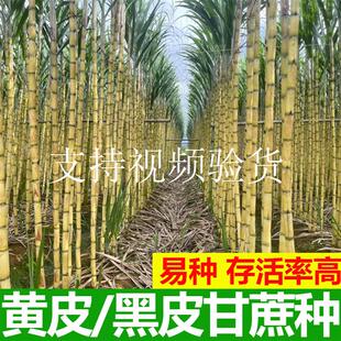 广西正宗黄金甘蔗种子黄皮水果甘蔗种植苗黑皮高产存活率高