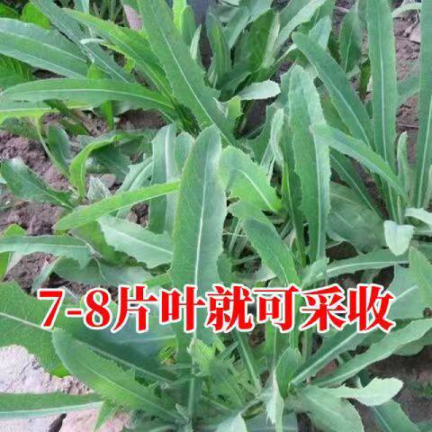 苦麻菜种子曲曲菜种子野苦菜子苦葛麻曲麻菜四季播蔬菜种子