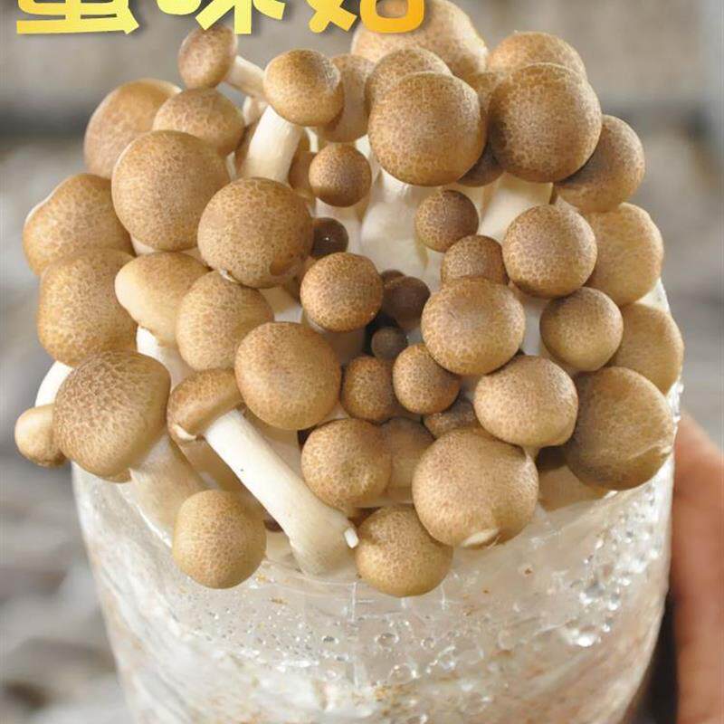 蟹味菇菌种食用菌包袋装家庭新鲜菌棒蘑菇菌种盆栽家种蘑包种植菇