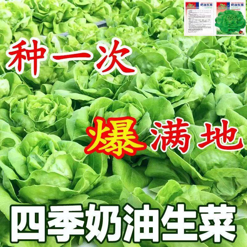 四季奶油生菜种子可生吃阳台盆栽夏季耐热蔬菜种籽农家玻璃生菜种