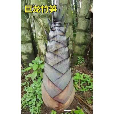 巨龙竹种子苗阳台种植