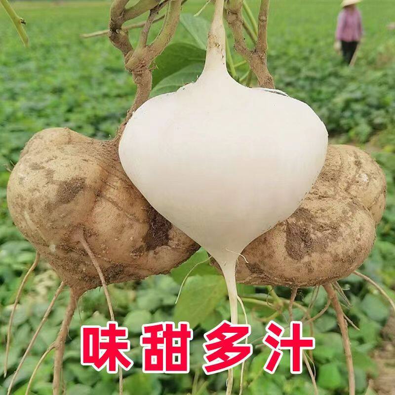 牧马山地瓜种子凉薯种子又甜又脆超爽口水果蔬菜种子四季南北可种