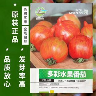 多彩水果番茄种子西红柿种籽多彩圣女果小番茄籽庭院盆栽番茄种子