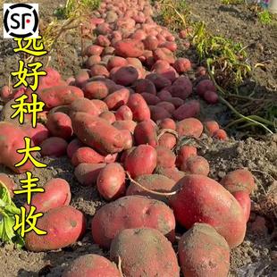云南红皮黄心土豆种子老品种马铃薯原种植苗高产大洋发芽新鲜芋种