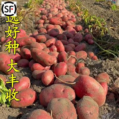 云南红皮黄心土豆种子老品种马铃薯原种植苗高产大洋发芽新鲜芋种