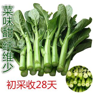 四九菜心种子落地发芽菜苔白菜苔四季蔬菜种籽孑增城迟青菜籽