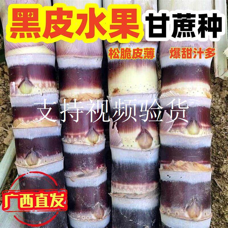 广西水果黑皮甘蔗苗种带牙苗脆软甜薄皮多汁栽种植四季种植子籽孑