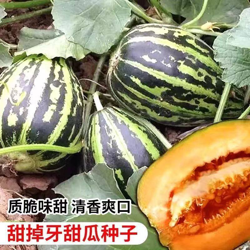 四季冰糖子甜掉牙甜瓜种子种植香瓜种子酥脆小瓜庭院水果种子