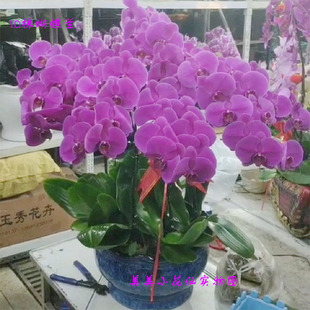 青岛蝴蝶兰花卉盆栽鲜花速递同城黄岛崂山李沧城阳开业乔迁送花店