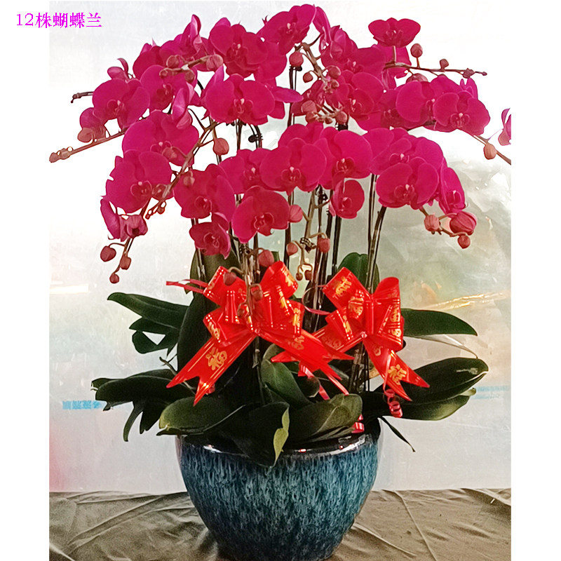 蝴蝶兰成都同城速递盆栽上海北京