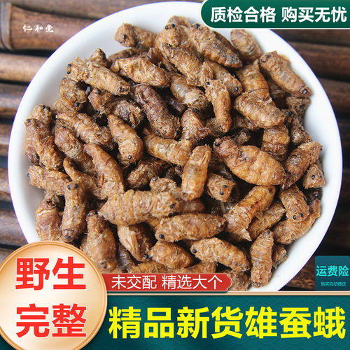 未交配雄蚕蛾纯公蝉俄晚娥魏蚕峨