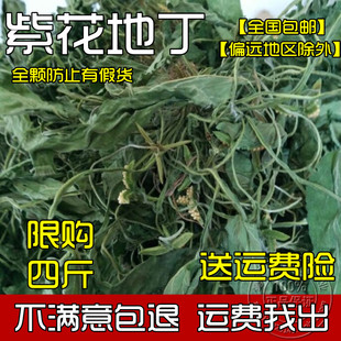 中药材野生紫花地丁 草苦地丁 草铧头草 光瓣堇菜犁头草 500g包邮