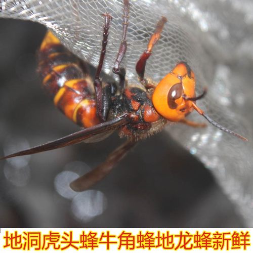 筑巢地下的金环大土蜂蚂蜂胡蜂