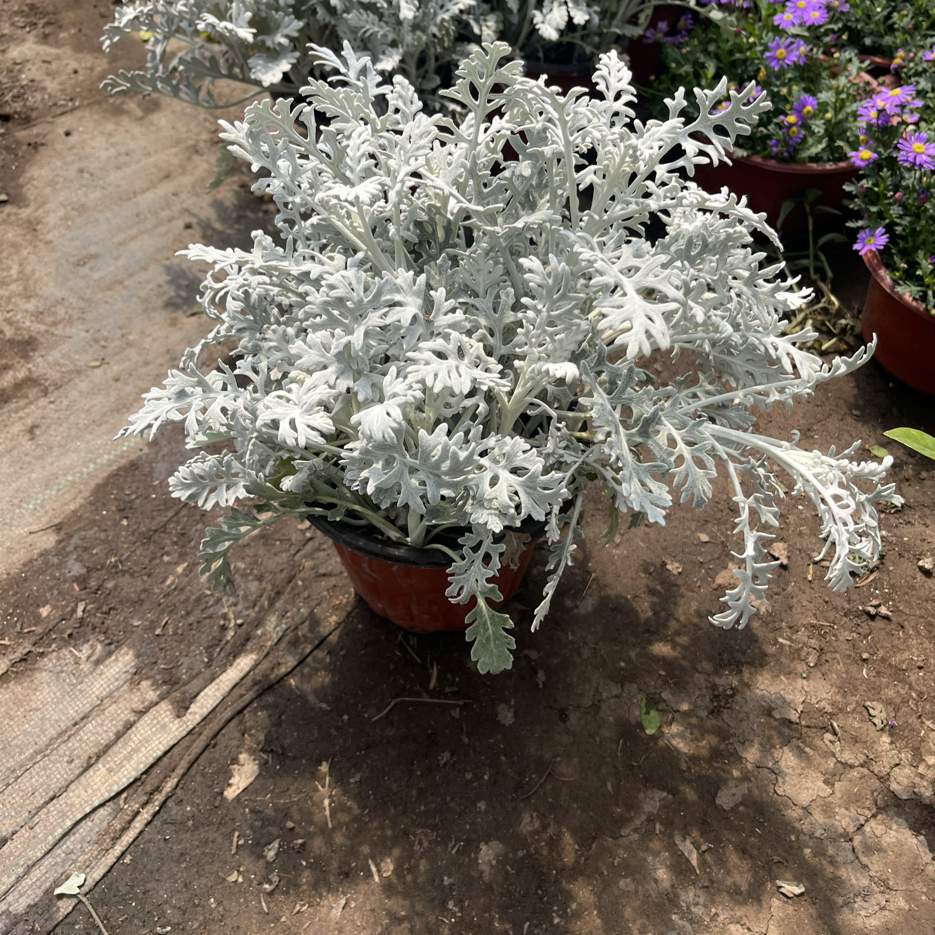 银叶菊盆栽地栽植物多年生耐寒