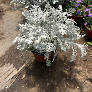 银叶菊盆栽地栽植物多年生耐寒耐热庭院花园绿化花镜植物四季常青