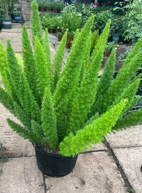 四季狐尾天门冬盆栽阳台庭院花园植物四季绿植苗花镜耐寒耐热带土