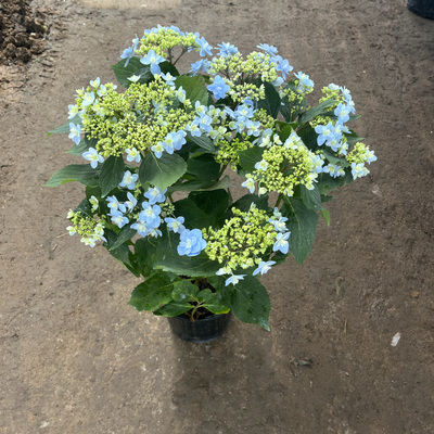 四季如春绣球花盆栽花镜地栽庭院
