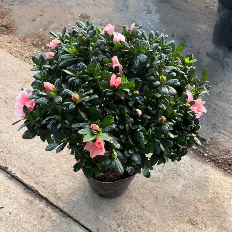 四季常青杜鹃花盆栽阳台花卉图片