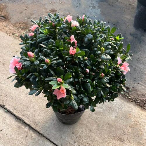 四季常青杜鹃花盆栽阳台花卉