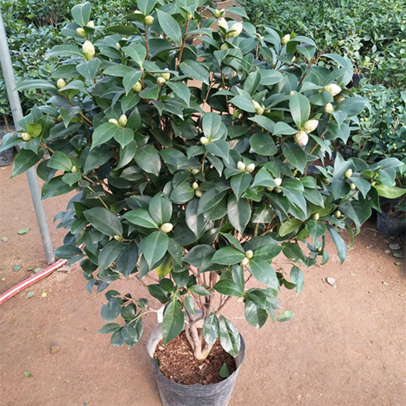 四季茶花盆栽山茶花苗室内阳台耐寒绿植物花卉庭院带土带花苞包邮