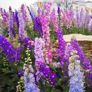 大花飞燕草花苗大花苗盆栽耐寒庭院花园花境地栽室外阳台植物花卉