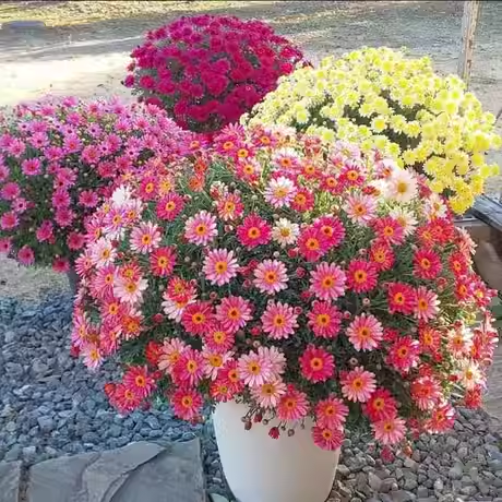 玛格丽特菊花盆栽阳台室外庭院耐寒耐热多色糖果色花期长一盆包邮