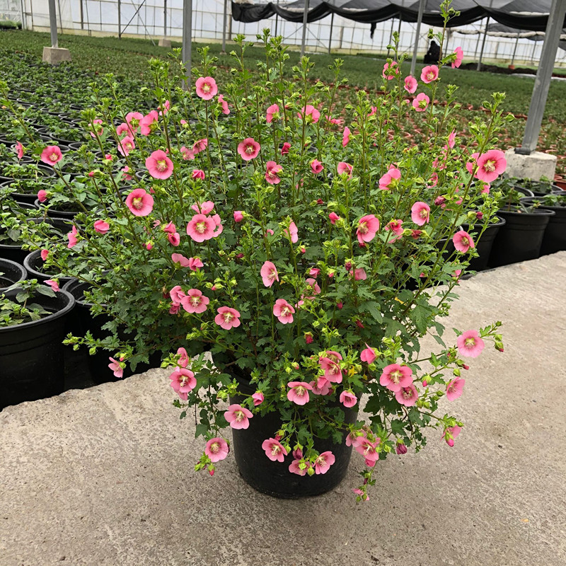 棒棒糖小木槿盆栽成品花苗带花发货阳台室外多年生木本植物花期长