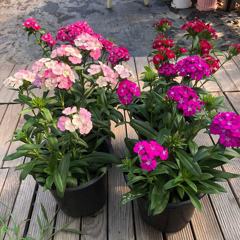 新品多年生霹雳绣球石竹盆栽阳台室外花卉植物耐寒皮实好养带花苞