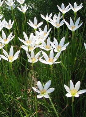 葱兰花盆栽白色风雨兰花卉阳台庭院多年生宿根耐热耐寒地被植物