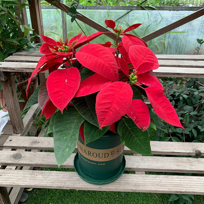 绿植一品红办公室净化空气圣诞花