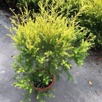 黄金香柳盆栽千层金苗彩叶柳