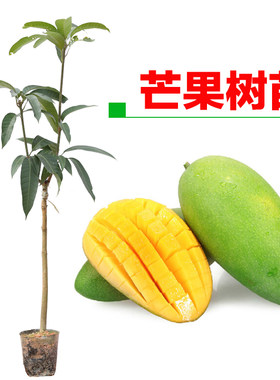芒果苗嫁接金煌芒果大2400克四季蜜芒澳芒果树苗盆栽当年结果包邮