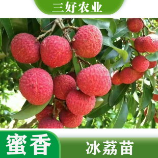 新品荔枝苗 冰荔荔枝苗仙进奉荔枝苗 荔枝王荔枝苗嫁接苗带叶带叶