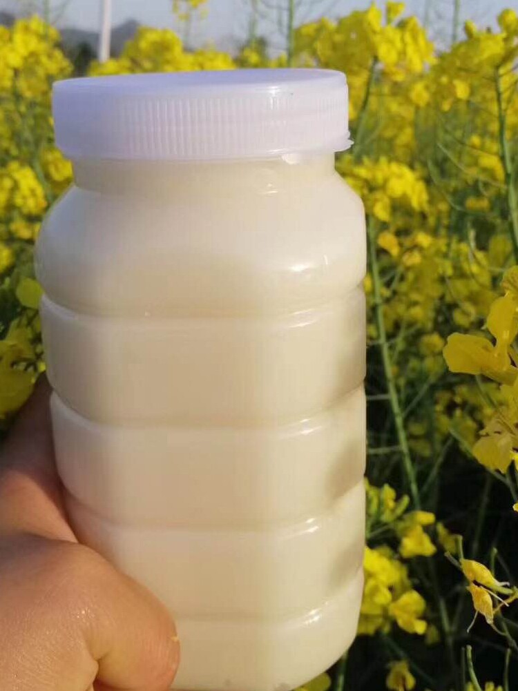 2025年新鲜油菜花蜜结晶成熟蜜雪蜜农家自产自销多买多优惠50斤装