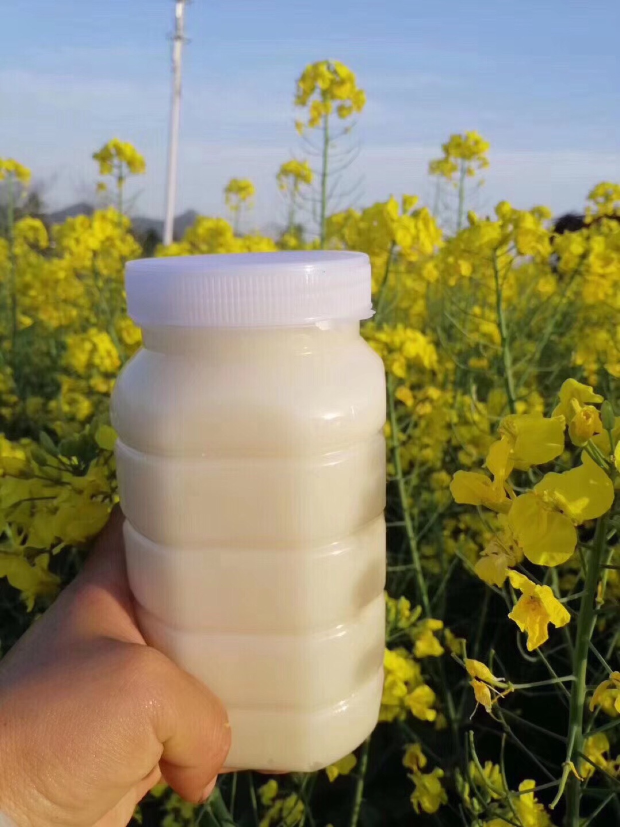 推荐农家新鲜油菜花蜜