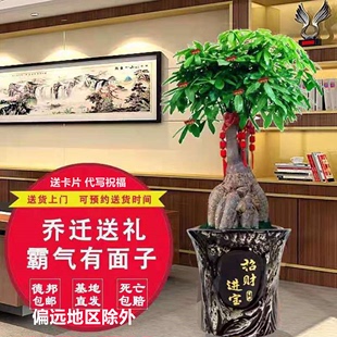 发财树盆栽办公室内绿色植物花卉净化空气到家开业送礼同城推荐