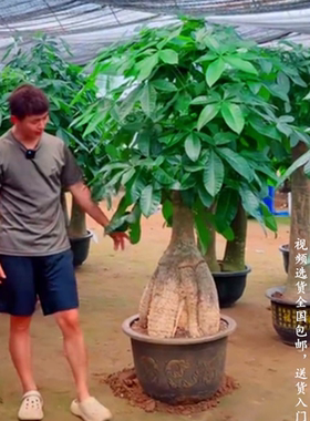 发财树盆栽办公室内绿色植物花卉净化空气到家开业送礼同城推荐