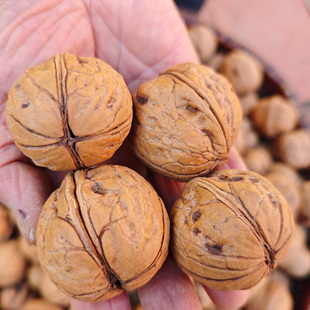 2025年新货核桃秦岭大山老树干核桃无添加无漂白不打药陕西