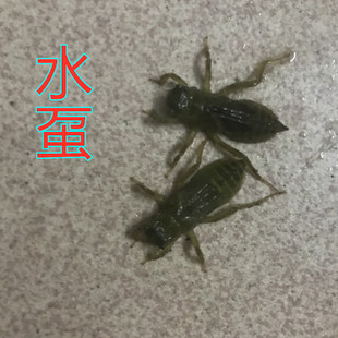 昆虫目蜻蜓幼体稚虫科教活体水草缸除螺神器豆娘水虿包活