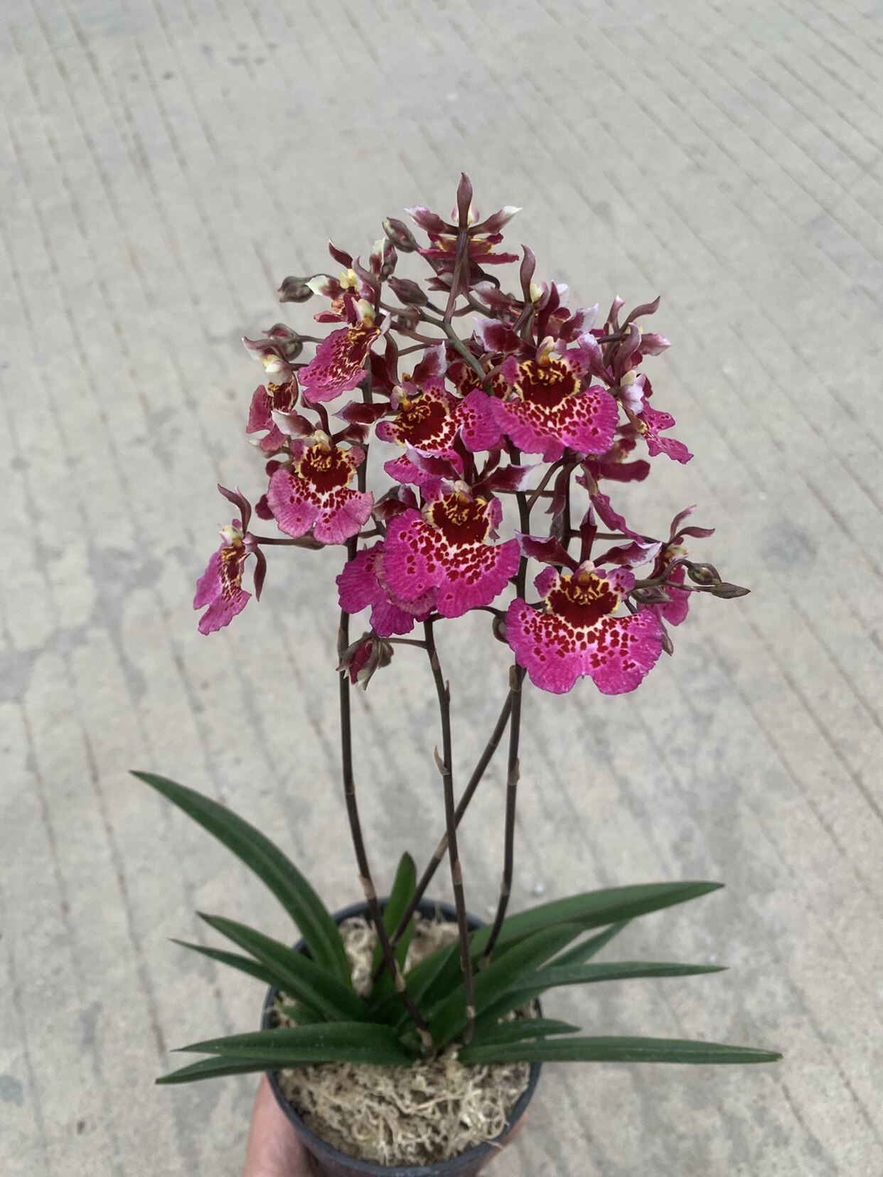 花慕兰苑 趣味办公室桌面绿植 剑叶文心兰花