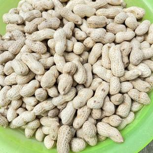 2025新货河南安阳新鲜炒花生传统沙土花生无添加原味3斤 包邮