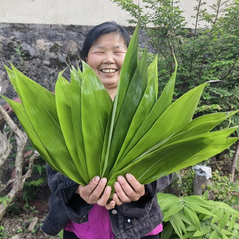 现摘粽叶新鲜包粽子叶大号特大粽叶端午节农家箬叶竹叶真空送绳