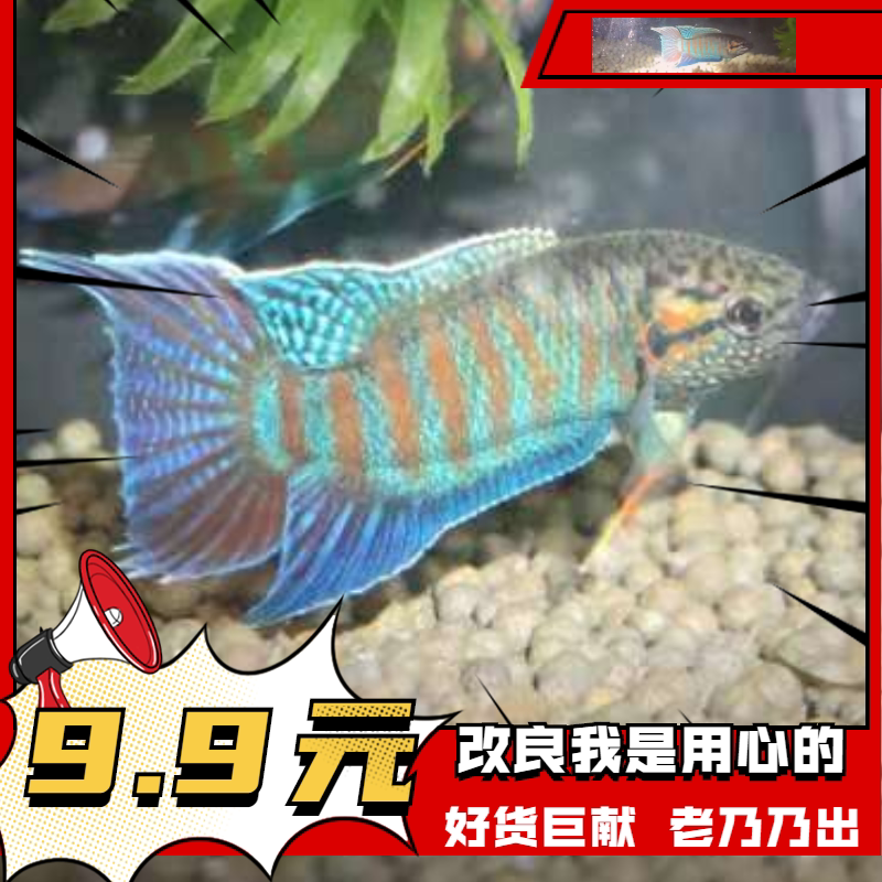 小型热带观赏中国斗鱼改良普蓝黑叉花手巾菩萨无纹蓝经典记情怀鱼