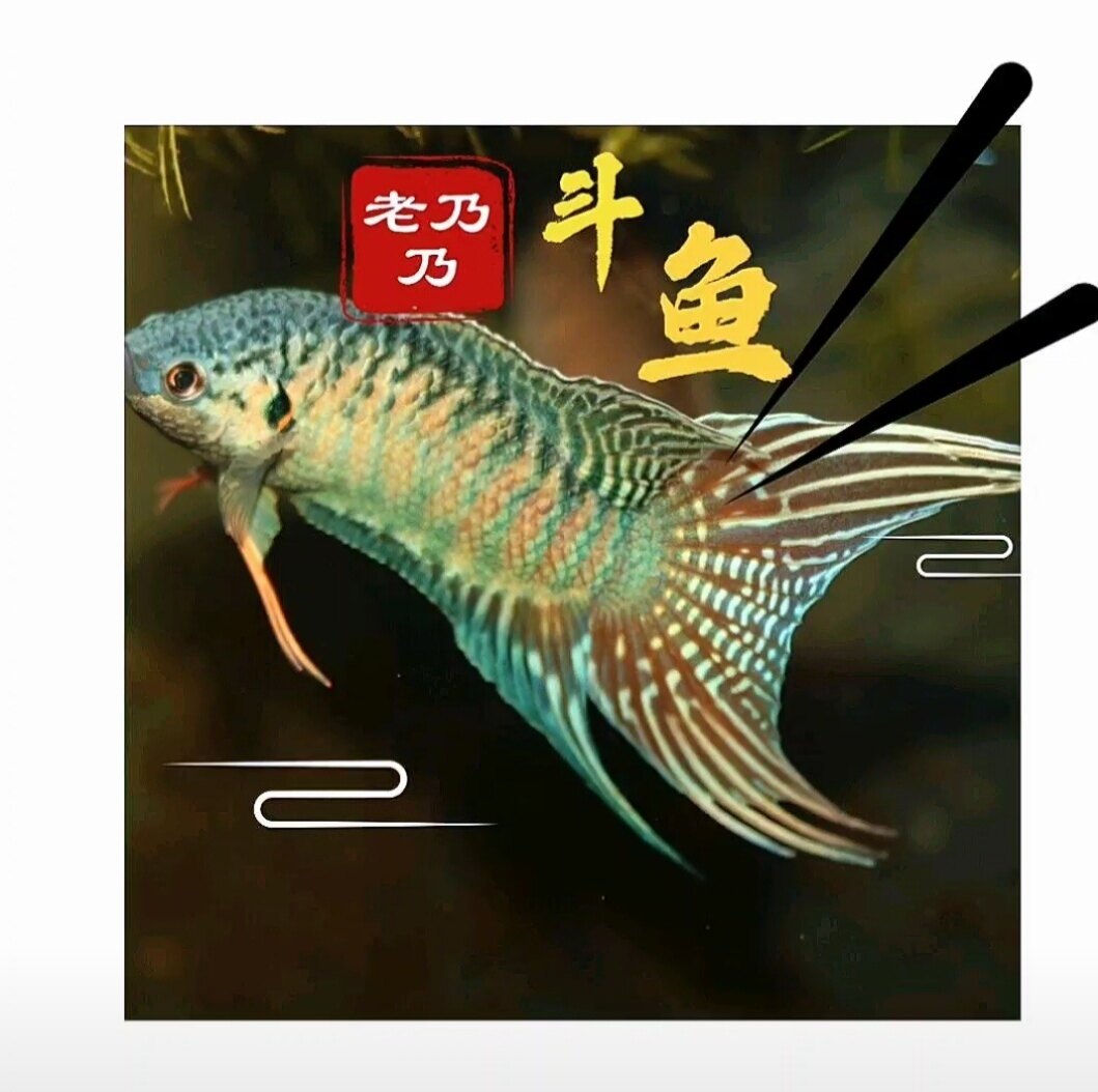 中国斗鱼广温冷水普叉蓝叉无纹蓝淡水小型观赏鱼好养耐活情怀童年