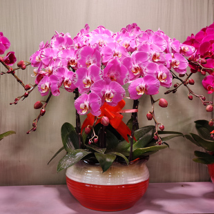 新年宵花卉花盆栽花卉植物室内花易活蝴蝶兰盆栽带花鲜花速递北京