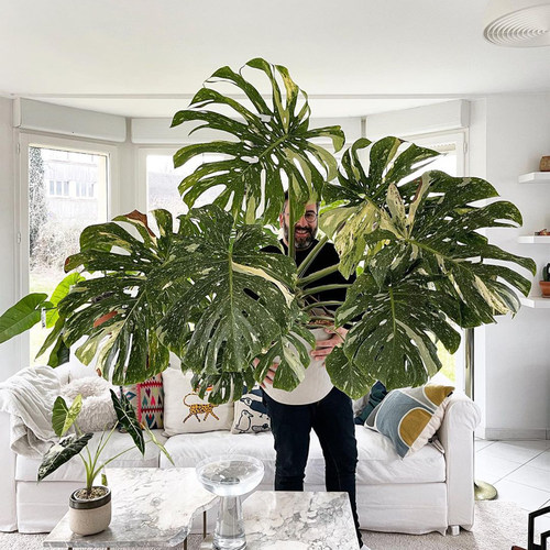 洒金龟背竹白龟 ins风网红进口绿植盆栽室内阳台观叶植物 露露花