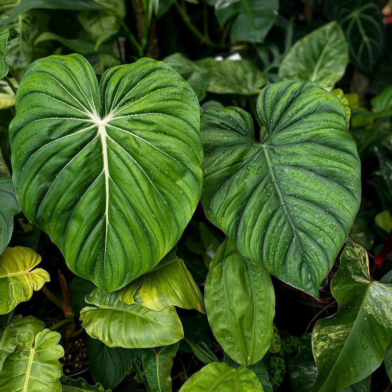 麥克道爾蔓綠絨 ins風(fēng)網(wǎng)紅進(jìn)口綠植盆栽室內(nèi)陽(yáng)臺(tái)觀葉植物露露花園