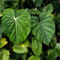 麦克道尔蔓绿绒 ins风网红进口绿植盆栽室内阳台观叶植物露露花园