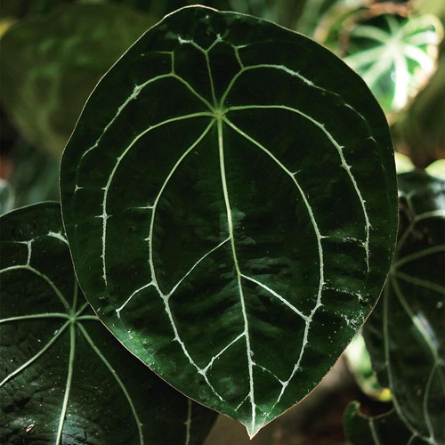 盾叶花烛杂交原始热植网红进口绿植盆栽室内阳台观叶植物露露花园